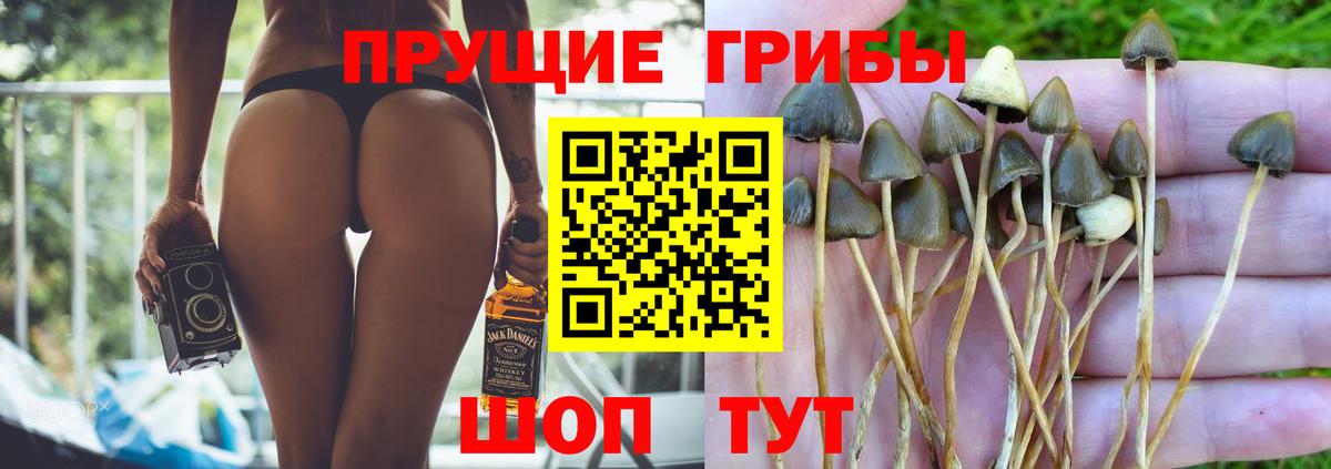 Донской  Псилоцибиновые грибы Psilocybine cubensis  Псилоцибиновые грибы Magic Shrooms  Вход с VPN 